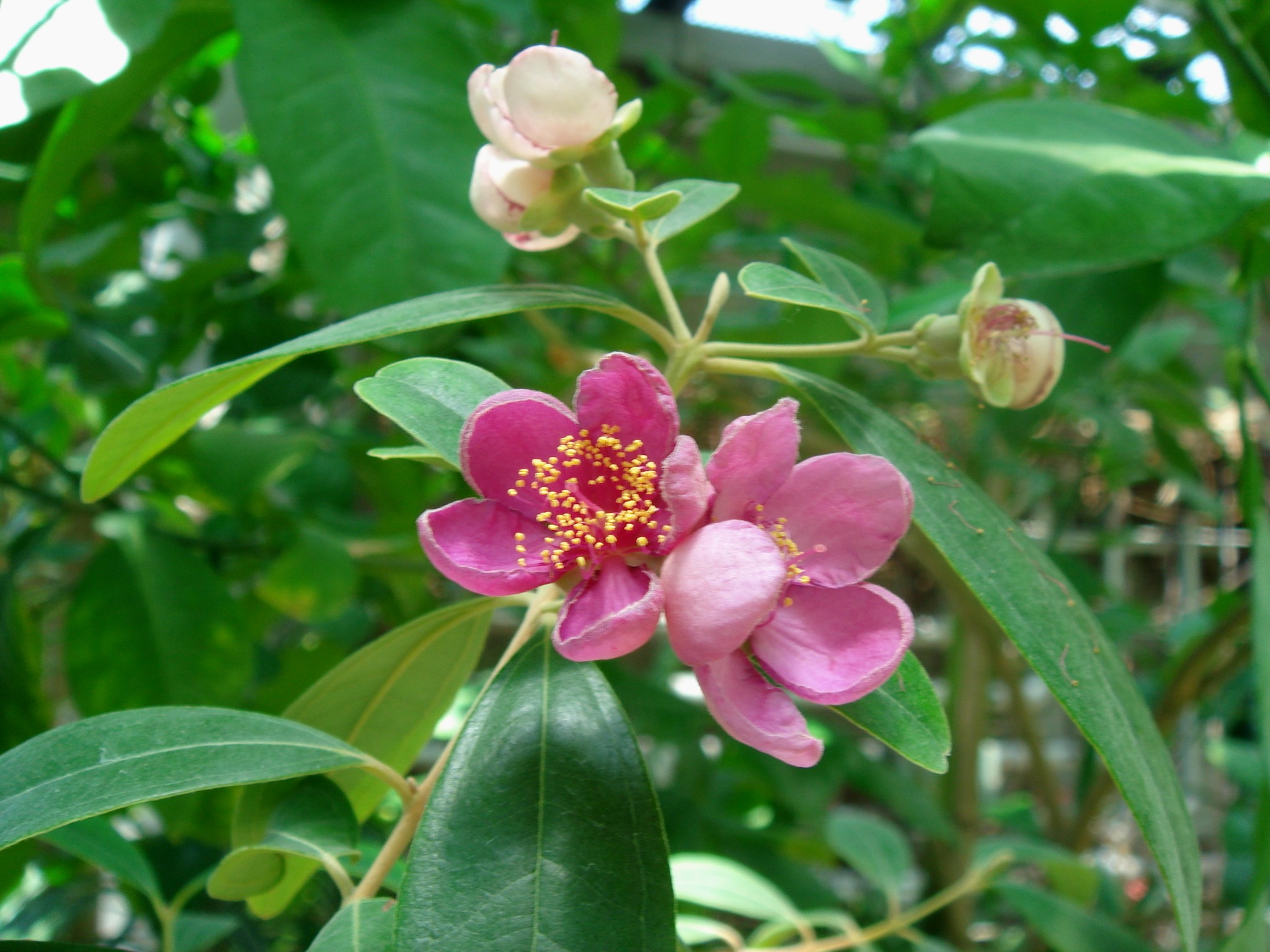 Rhodomyrtus tomentosa (Aiton) Hasskarl